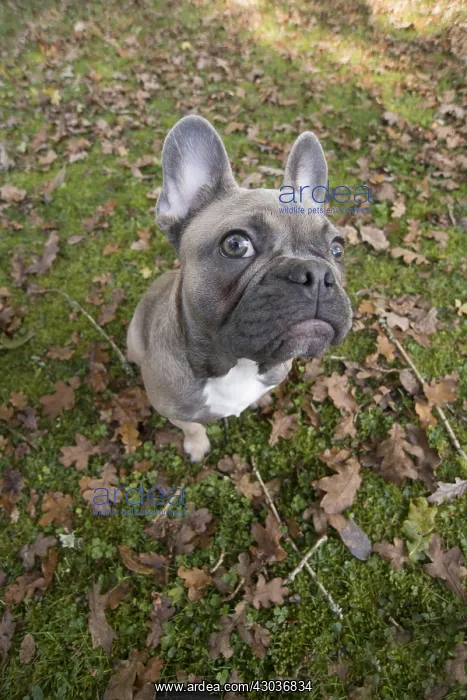 : DOG. French Bulldog in autumn wide angle selfie : DOG. French Bulldog in autumn wide angle selfie