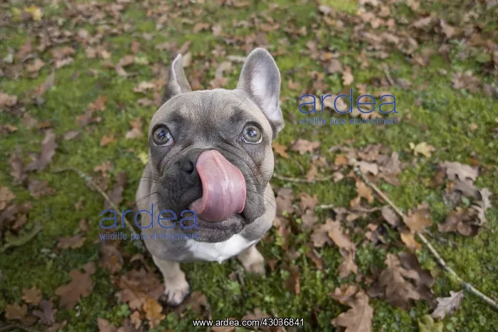 : DOG. French Bulldog in autumn wide angle selfie : DOG. French Bulldog in autumn wide angle selfie