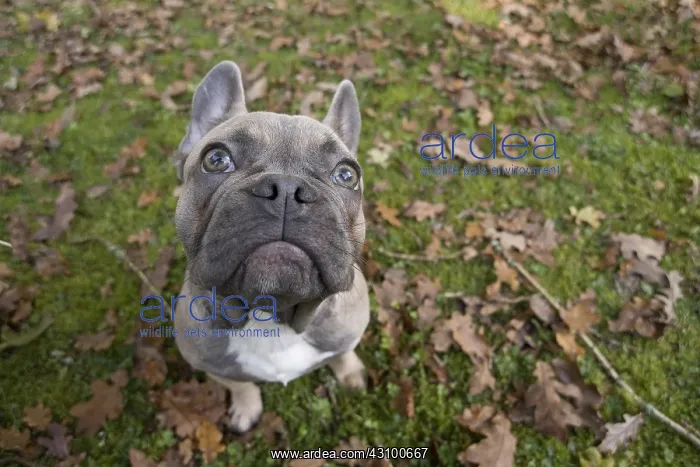 : DOG. French Bulldog in autumn wide angle selfie : DOG. French Bulldog in autumn wide angle selfie