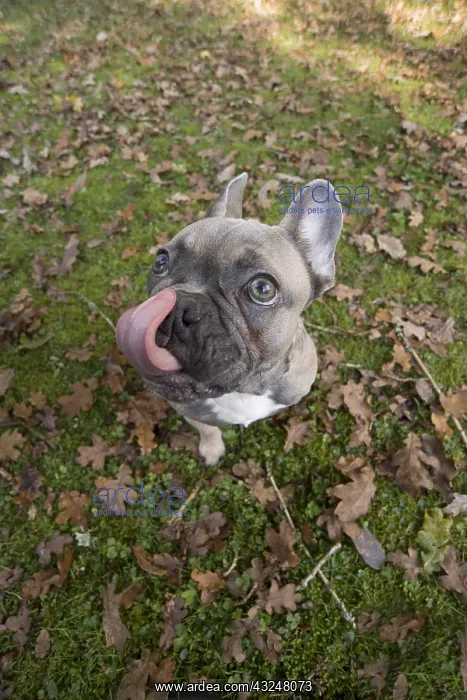 : DOG. French Bulldog in autumn wide angle selfie : DOG. French Bulldog in autumn wide angle selfie