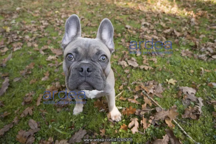 : DOG. French Bulldog in autumn wide angle selfie : DOG. French Bulldog in autumn wide angle selfie
