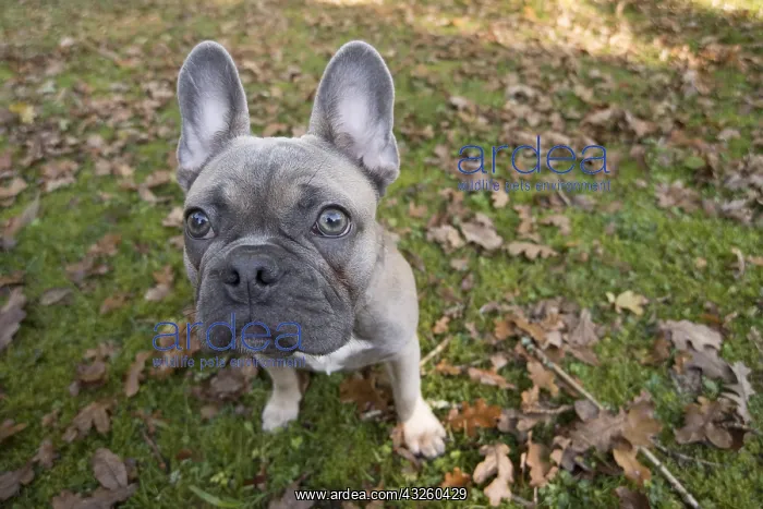 : DOG. French Bulldog in autumn wide angle selfie : DOG. French Bulldog in autumn wide angle selfie