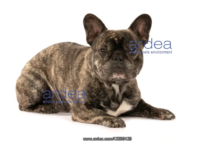 : DOG. French Bulldog, brindle, laying down, studio : DOG. French Bulldog, brindle, laying down, studio