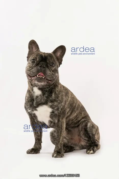 : DOG. French Bulldog, brindle, sitting portrait, studio : DOG. French Bulldog, brindle, sitting portrait, studio