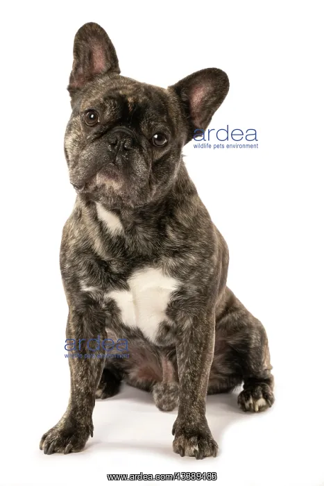: DOG. French Bulldog, brindle, sitting portrait, studio : DOG. French Bulldog, brindle, sitting portrait, studio