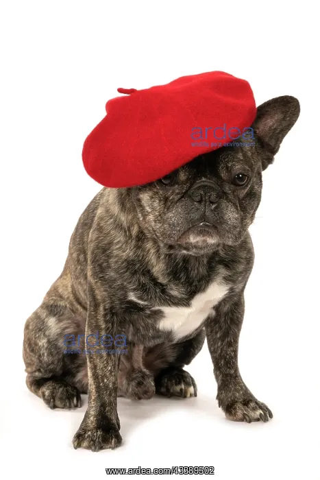 : DOG. French Bulldog, brindle, sitting wearing a beret, stud : DOG. French Bulldog, brindle, sitting wearing a beret, stud