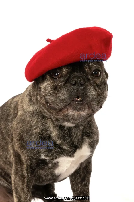 : DOG. French Bulldog, brindle, sitting wearing a beret, stud : DOG. French Bulldog, brindle, sitting wearing a beret, stud