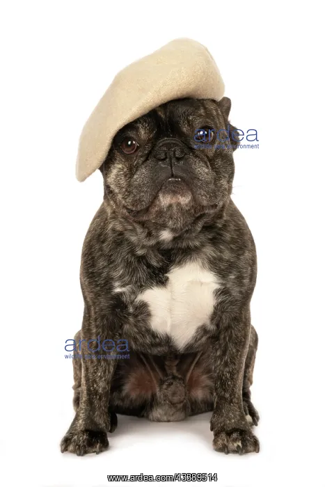 : DOG. French Bulldog, brindle, sitting wearing a beret, stud : DOG. French Bulldog, brindle, sitting wearing a beret, stud