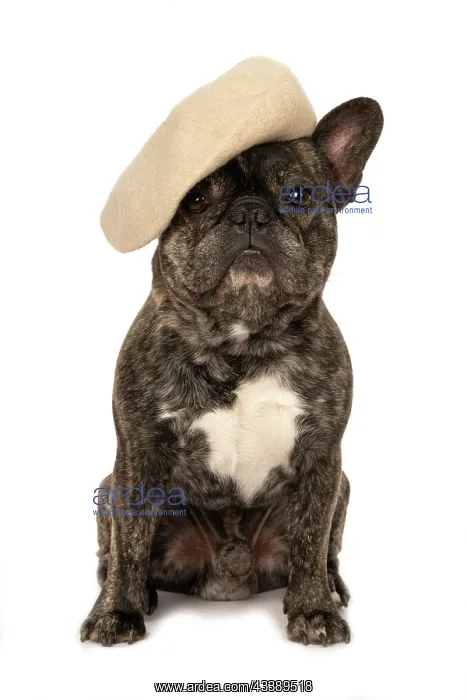 : DOG. French Bulldog, brindle, sitting wearing a beret, stud : DOG. French Bulldog, brindle, sitting wearing a beret, stud