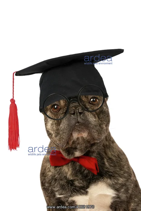 : DOG. French Bulldog, brindle, sitting wearing a red bow tie : DOG. French Bulldog, brindle, sitting wearing a red bow tie