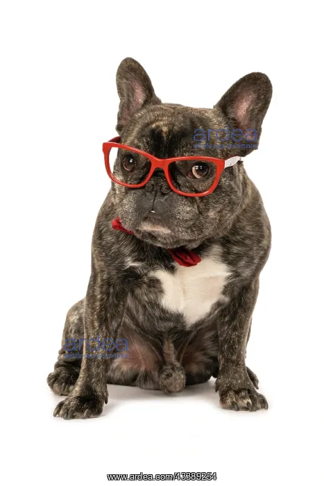 : DOG. French Bulldog, brindle, sitting wearing a red bow tie : DOG. French Bulldog, brindle, sitting wearing a red bow tie