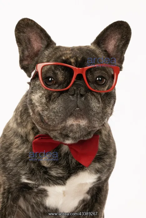 : DOG. French Bulldog, brindle, sitting wearing a red bow tie : DOG. French Bulldog, brindle, sitting wearing a red bow tie