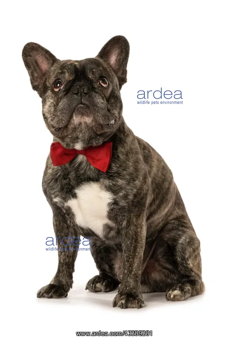 : DOG. French Bulldog, brindle, sitting wearing a red bow tie : DOG. French Bulldog, brindle, sitting wearing a red bow tie