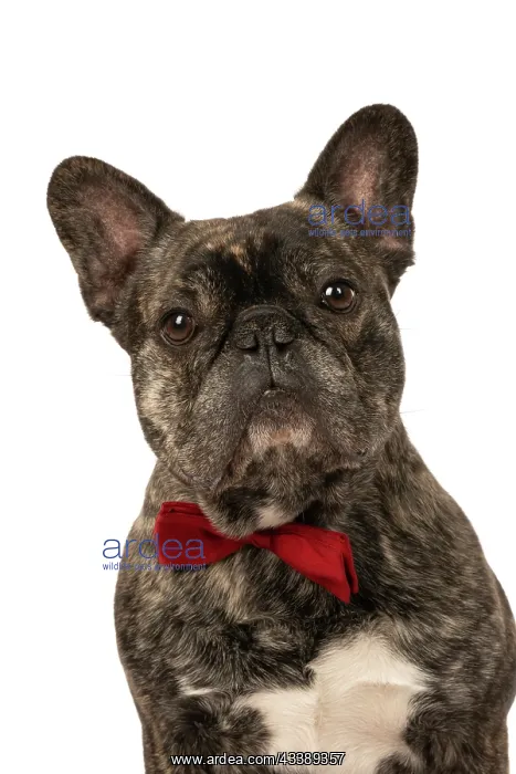: DOG. French Bulldog, brindle, sitting wearing a red bow tie : DOG. French Bulldog, brindle, sitting wearing a red bow tie