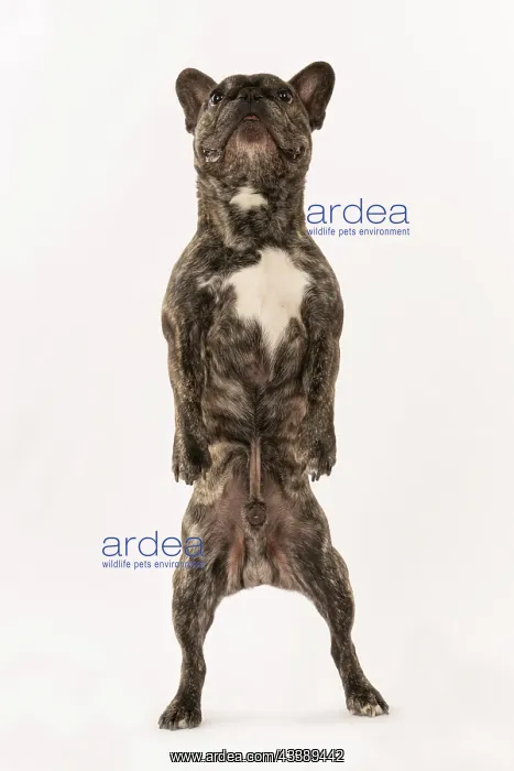 : DOG. French Bulldog, brindle, standing up on back legs, danc : DOG. French Bulldog, brindle, standing up on back legs, danc
