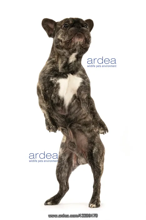 : DOG. French Bulldog, brindle, standing up on back legs, danc : DOG. French Bulldog, brindle, standing up on back legs, danc
