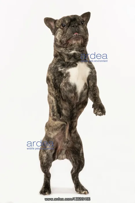 : DOG. French Bulldog, brindle, standing up on back legs, danc : DOG. French Bulldog, brindle, standing up on back legs, danc