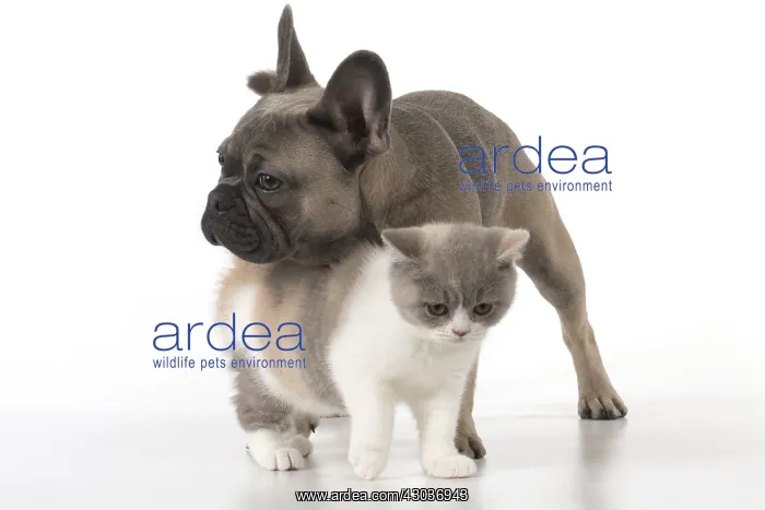 : DOG. French Bulldog with British shorthair cat : DOG. French Bulldog with British shorthair cat