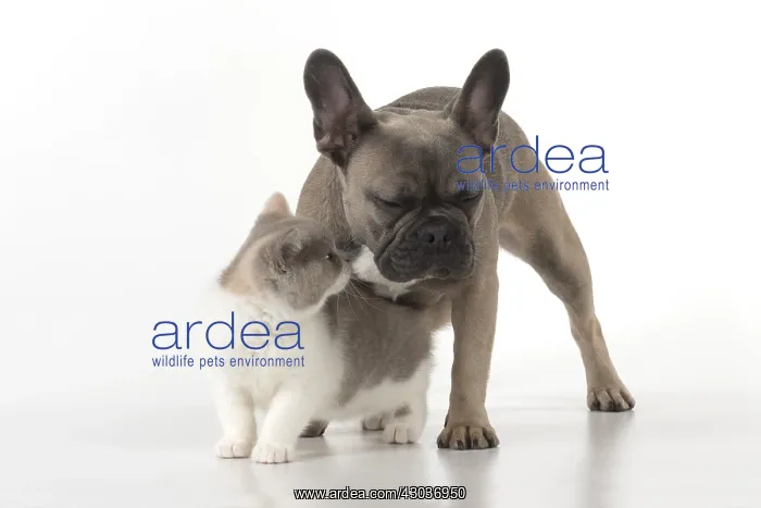 : DOG. French Bulldog with British shorthair cat : DOG. French Bulldog with British shorthair cat