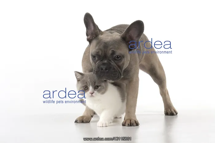 : DOG. French Bulldog with British shorthair cat : DOG. French Bulldog with British shorthair cat