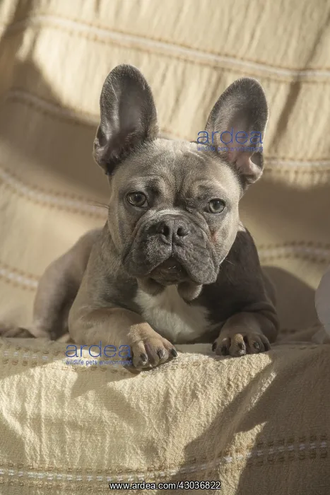  : DOG. French Bulldog in a chair