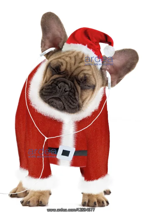 : Dog - French Bulldog dressed as Father Christmas : Dog - French Bulldog dressed as Father Christmas