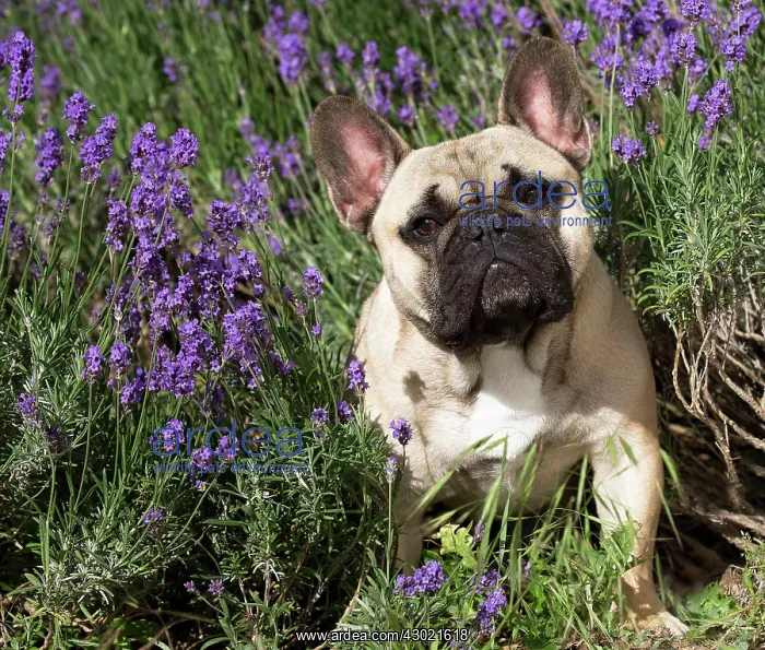  : Dog French Bulldog in flowers