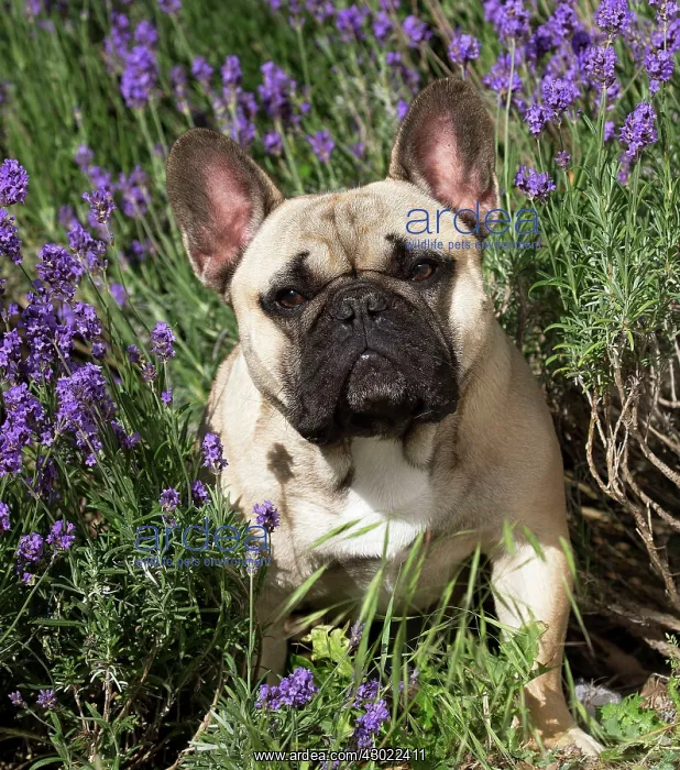  : Dog French Bulldog in flowers