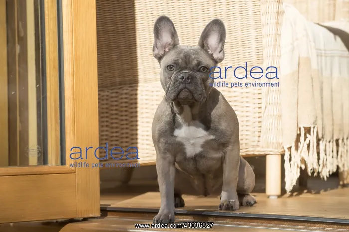  : DOG. French Bulldog in garden room