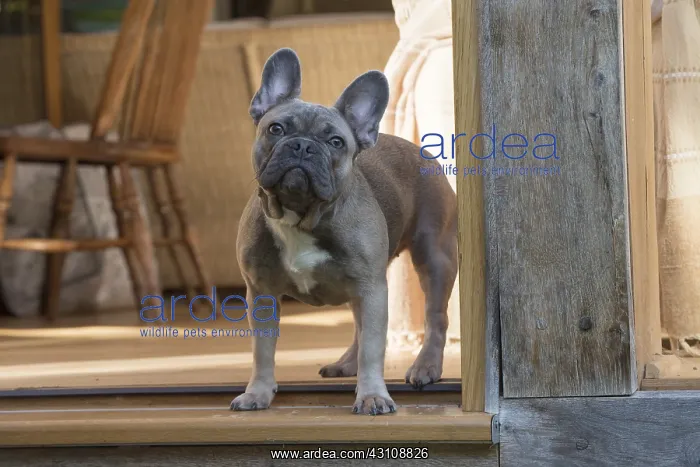  : DOG. French Bulldog in garden room
