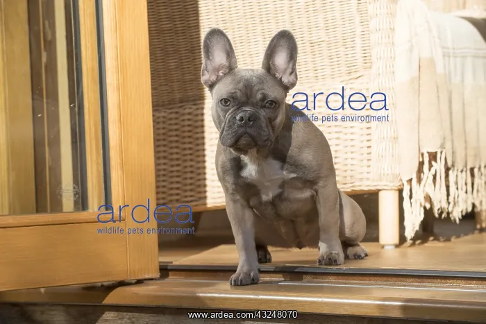  : DOG. French Bulldog in garden room