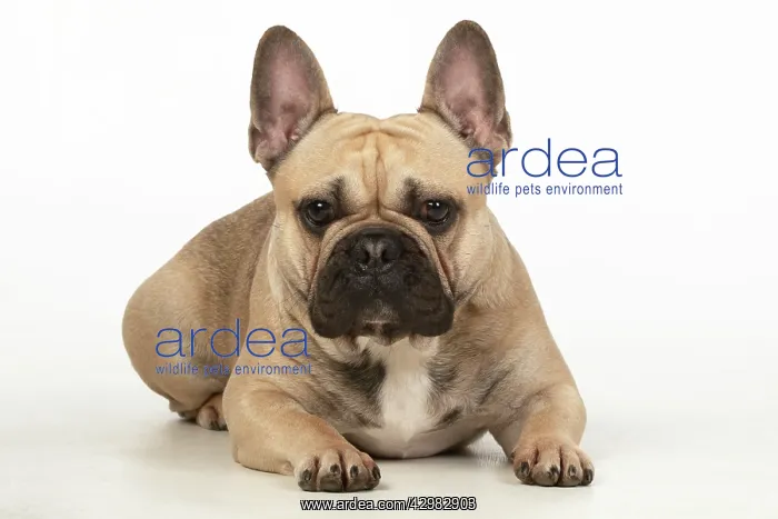 : DOG. French bulldog, laying down, , studio, white background : DOG. French bulldog, laying down, , studio, white background