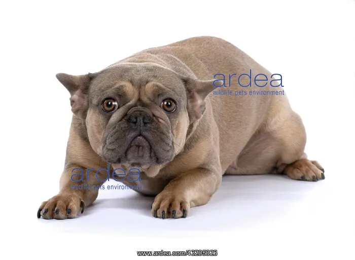 : DOG. French Bulldog, laying, ears back, studio : DOG. French Bulldog, laying, ears back, studio