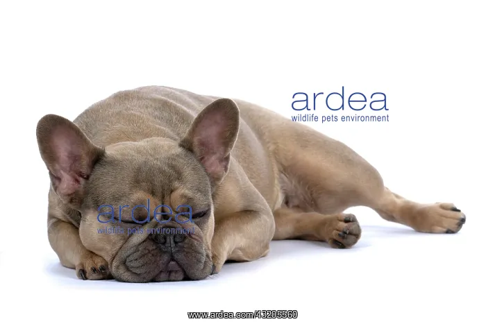 : DOG. French Bulldog, laying, sleepy, eyes closed, studio : DOG. French Bulldog, laying, sleepy, eyes closed, studio