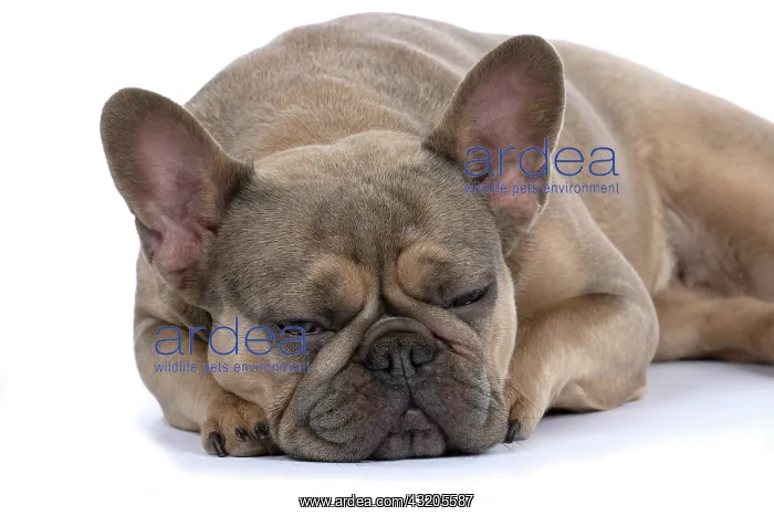 : DOG. French Bulldog, laying, sleepy, eyes closed, studio : DOG. French Bulldog, laying, sleepy, eyes closed, studio