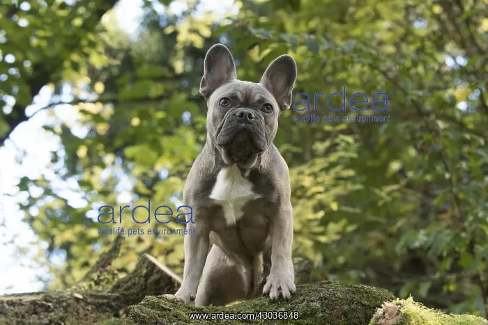  : DOG. French Bulldog on logs in autumn