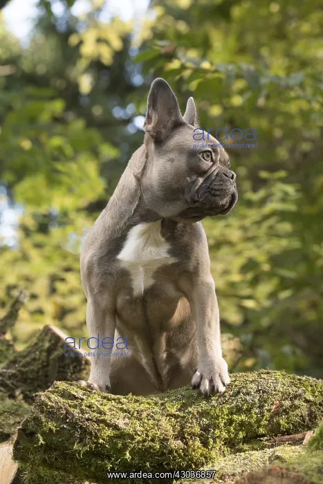  : DOG. French Bulldog on logs in autumn
