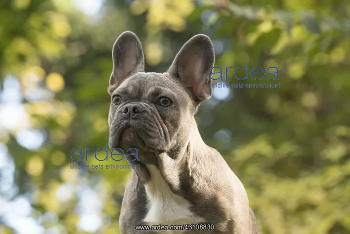  : DOG. French Bulldog on logs in autumn