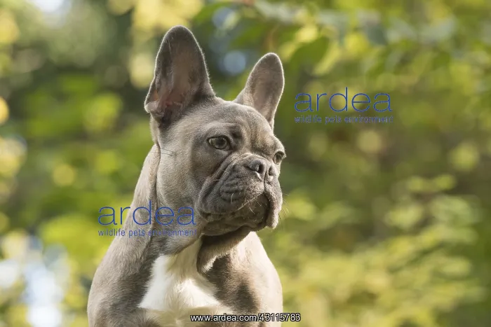  : DOG. French Bulldog on logs in autumn