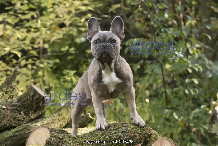 : DOG. French Bulldog on logs in autumn