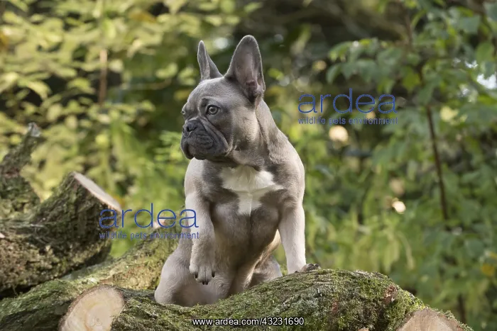  : DOG. French Bulldog on logs in autumn