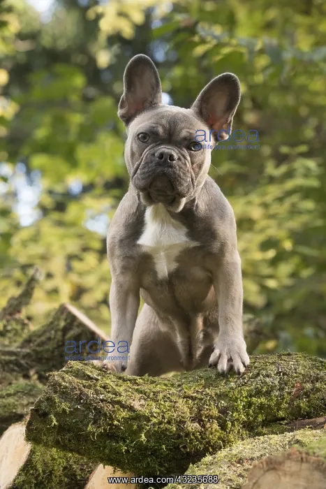  : DOG. French Bulldog on logs in autumn
