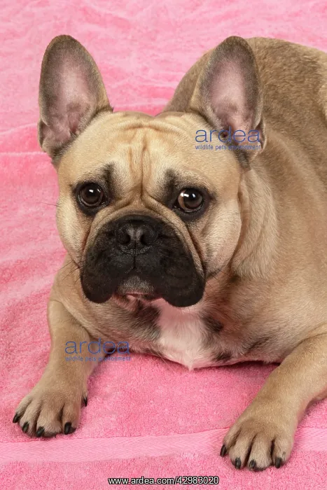  : DOG. French bulldog, lying down, on pink towel, studio
