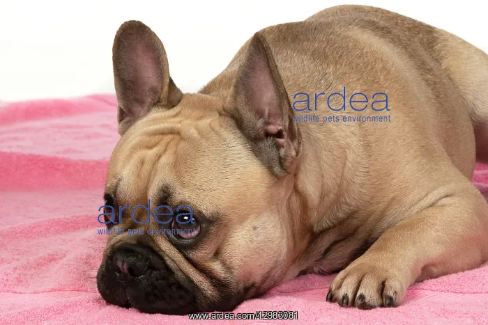 : DOG. French bulldog, lying down, on pink towel, studio : DOG. French bulldog, lying down, on pink towel, studio