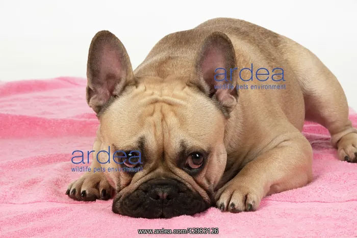 : DOG. French bulldog, lying down, on pink towel, studio : DOG. French bulldog, lying down, on pink towel, studio