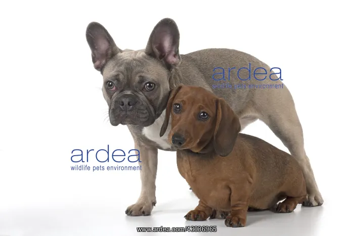 : DOG. French Bulldog with Miniature Dachshund : DOG. French Bulldog with Miniature Dachshund