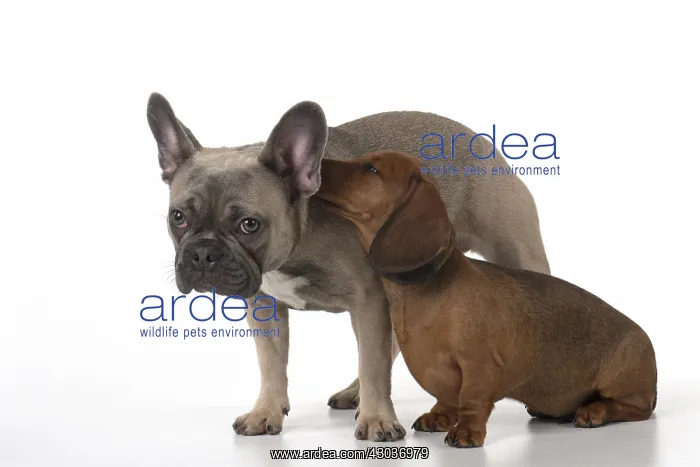: DOG. French Bulldog with Miniature Dachshund : DOG. French Bulldog with Miniature Dachshund