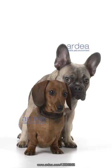 : DOG. French Bulldog with Miniature Dachshund : DOG. French Bulldog with Miniature Dachshund