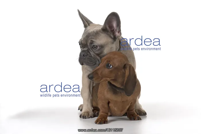 : DOG. French Bulldog with Miniature Dachshund : DOG. French Bulldog with Miniature Dachshund