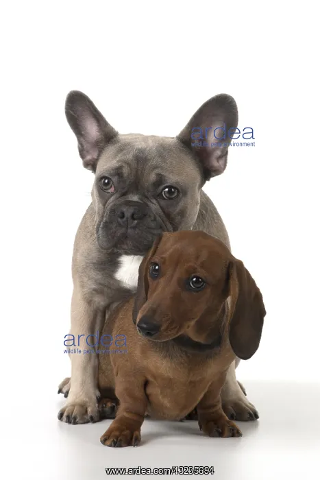 : DOG. French Bulldog with Miniature Dachshund : DOG. French Bulldog with Miniature Dachshund